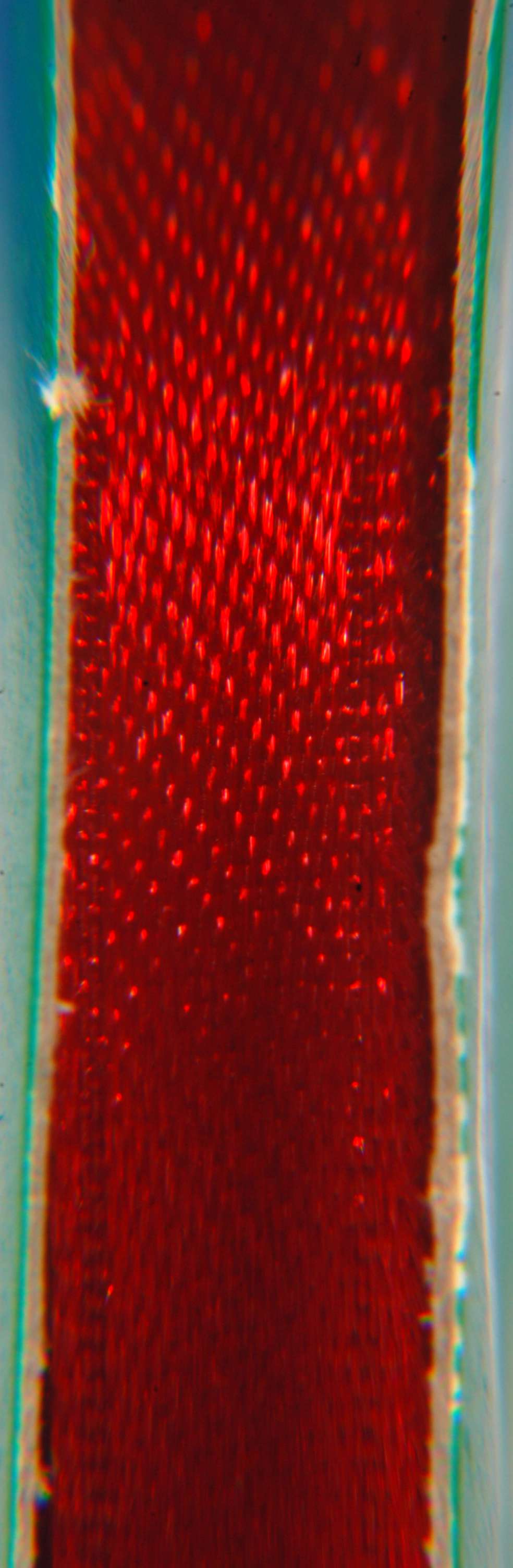 Listed Item Image