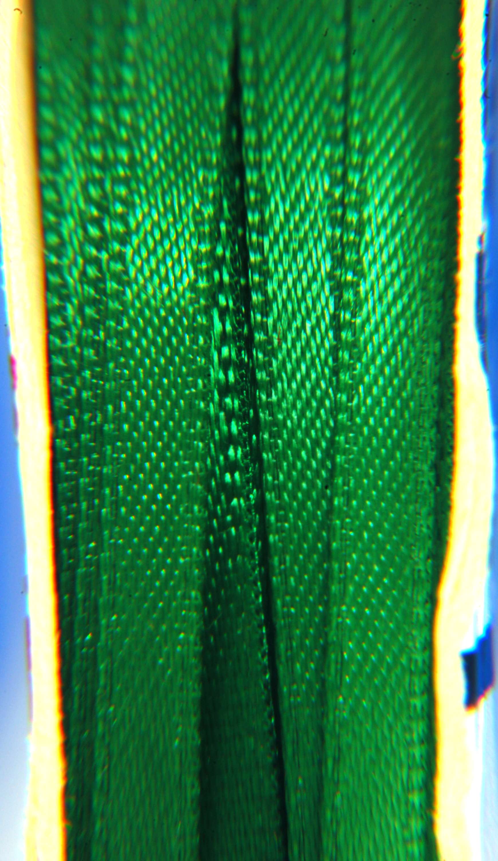 Listed Item Image